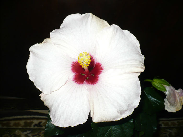 P1090212 - Hibiscus 2013