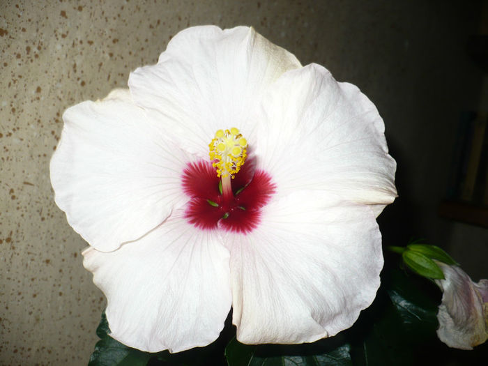 P1090214 - Hibiscus 2013