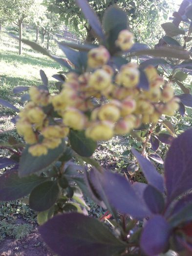 berberis - mai 2013