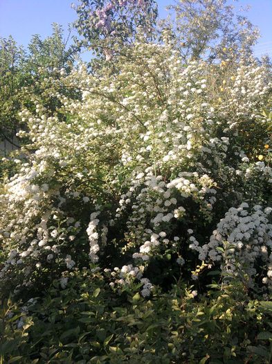 spirea