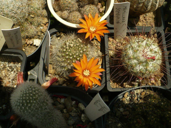 P1090220 - Cactusi 2013