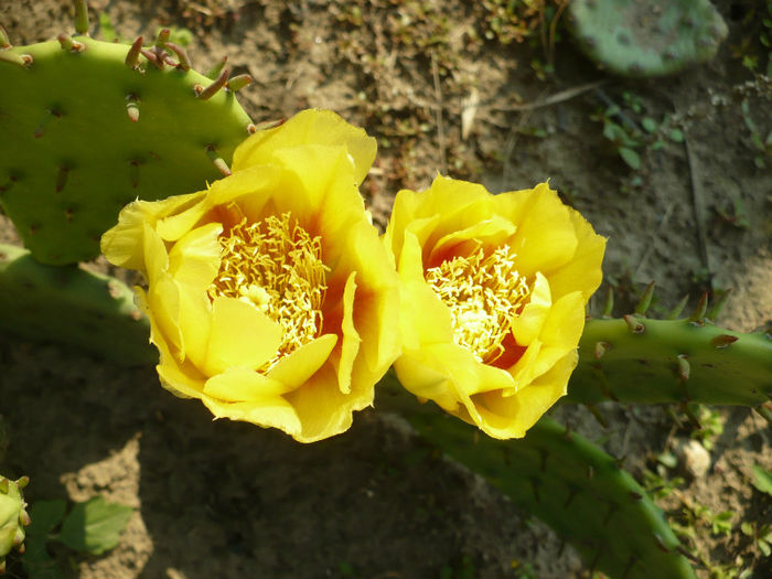 P1090228 - Cactusi 2013