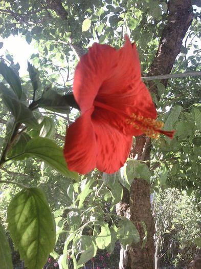 Fotografii-0341 - mai 2013