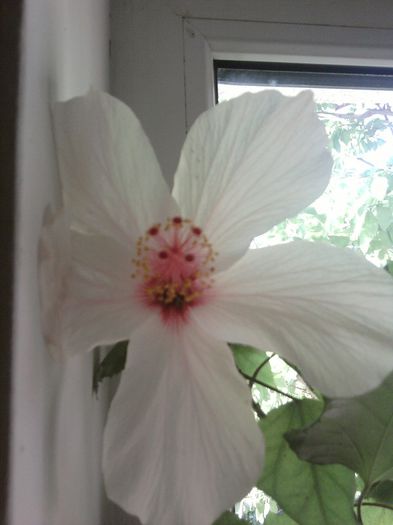 Fotografii-0343 - mai 2013