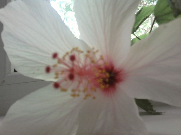 Fotografii-0344 - mai 2013