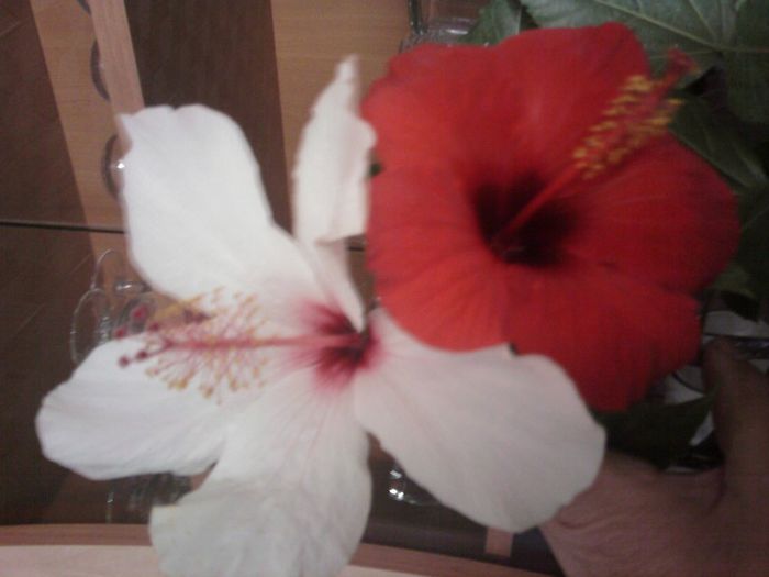 Fotografii-0346 - mai 2013