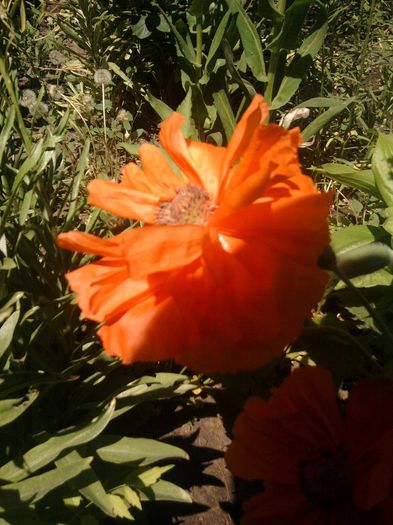 Fotografii-0352 - mai 2013