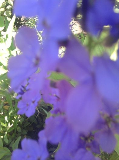 Fotografii-0355 - mai 2013