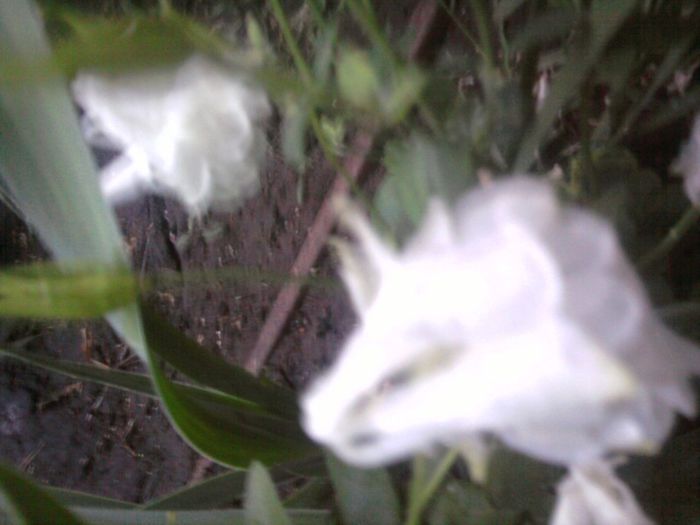 Fotografii-0398