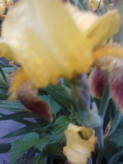 Fotografii-0400 - mai 2013