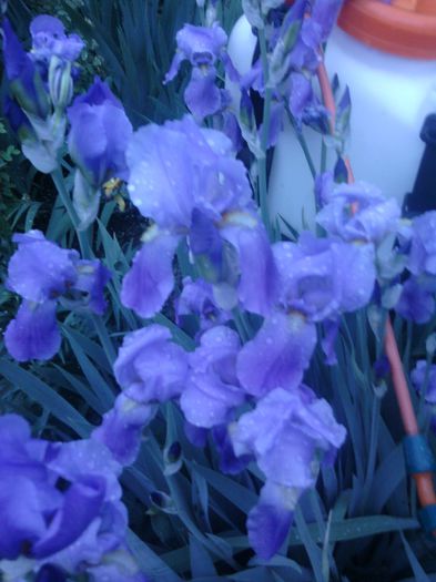 Fotografii-0402