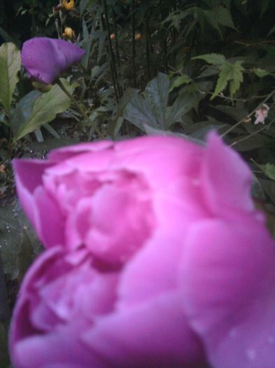 Fotografii-0413 - mai 2013