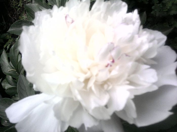 Fotografii-0445 - mai 2013