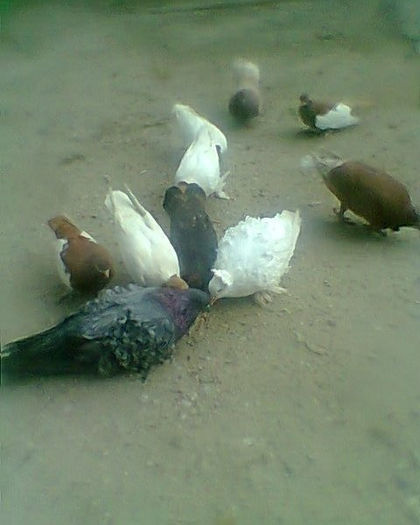 Fotogr.0173 - porumbei si flori la gramada