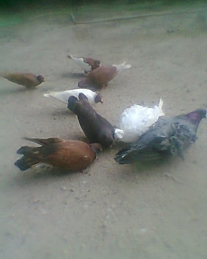 Fotogr.0175 - porumbei si flori la gramada