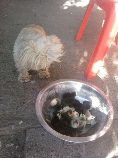 Fotografii-0385 - animalutele casei