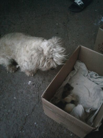 Fotografii-0434 - animalutele casei