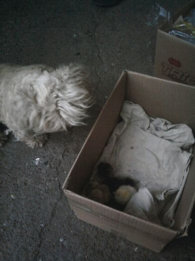 Fotografii-0435 - animalutele casei