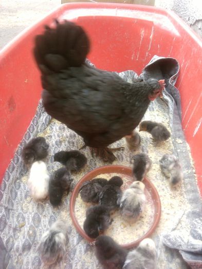 Fotografii-0437 - animalutele casei