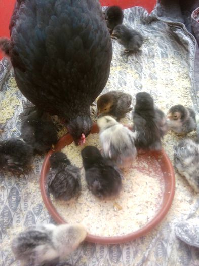 Fotografii-0438 - animalutele casei