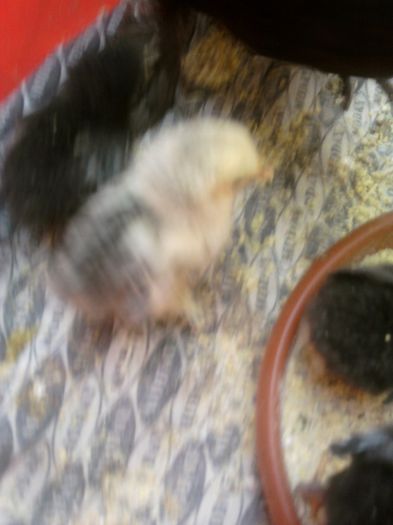 Fotografii-0439 - animalutele casei