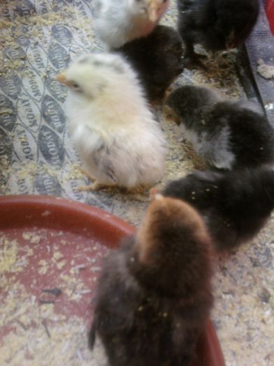 Fotografii-0440 - animalutele casei