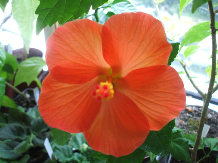 Vichy orange - Hibiscus 2013