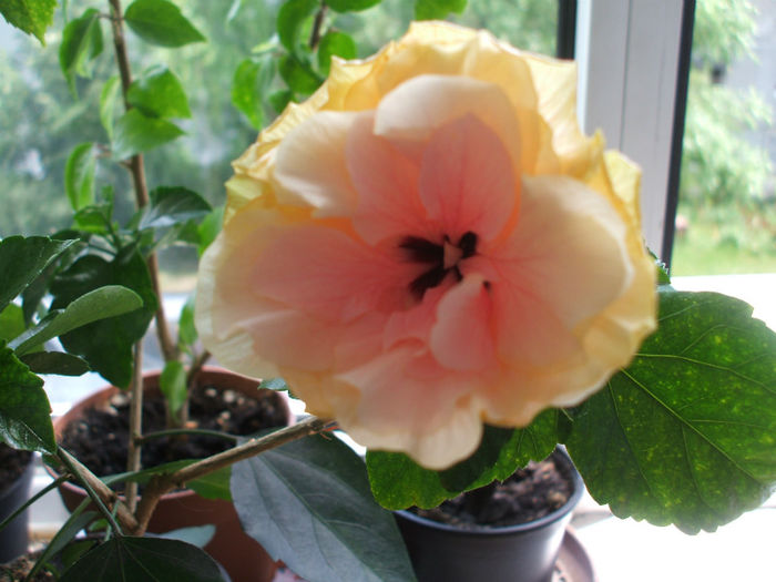 DSCF2070 - Hibiscus 2013