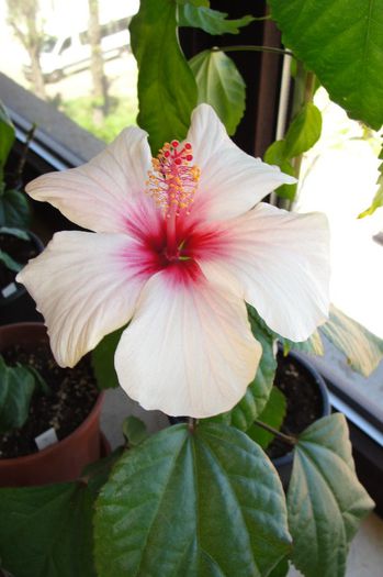 hibiscus Apple Blossom