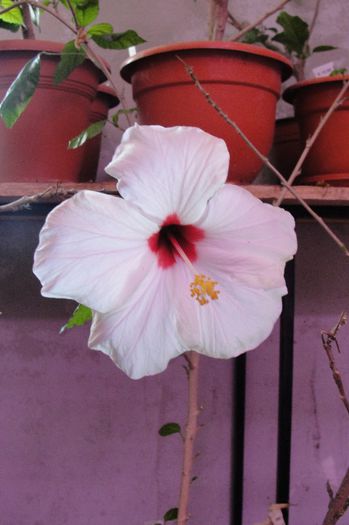 hibiscus Ibiza