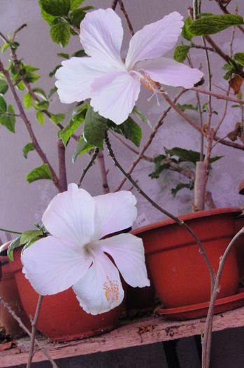 hibiscus Albus