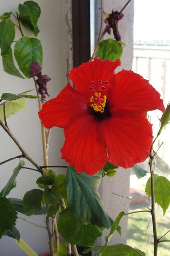 hibiscus Nihi