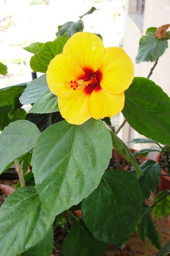 hibiscus Uh Hulla Girl