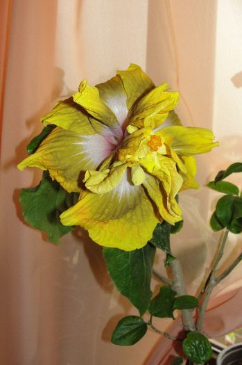 hibiscus Time for Magic