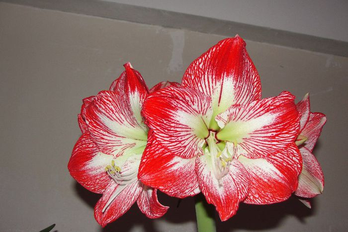 Mega Star