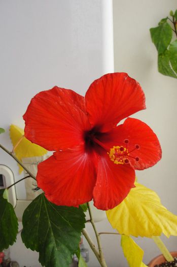 hibiscus Nihi