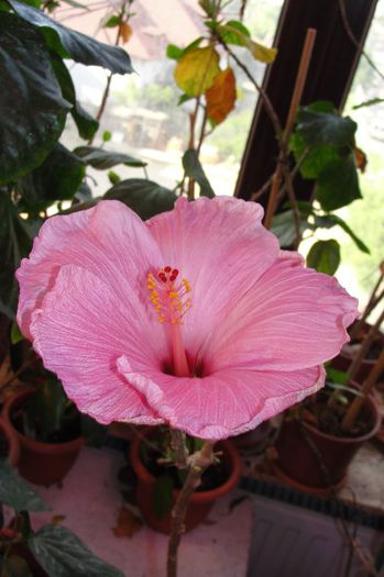 hibiscus Alice Wolfe