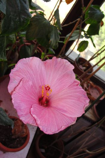  - Hibiscus Gommer 1