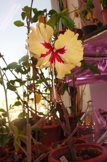 hibiscus Sylvia Goodman
