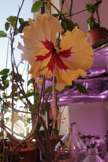  - Hibiscus-1
