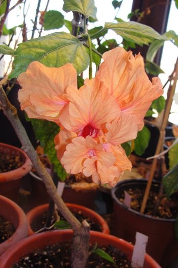 hibiscus El capitolio Sport