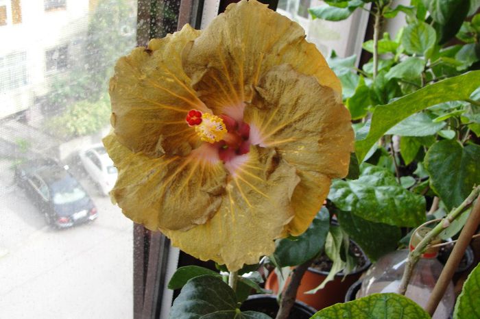 hibiscus Suntan - Hibiscus Gommer 1