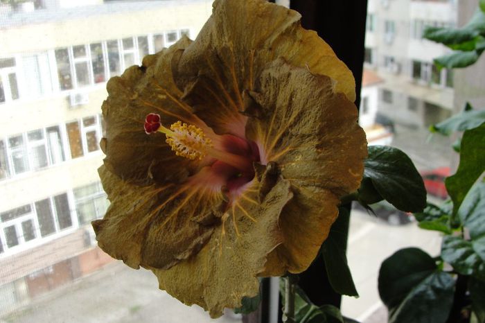 hibiscus Suntan