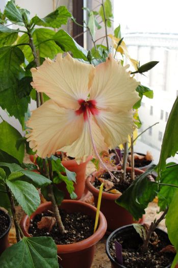 hibiscus Fort de France