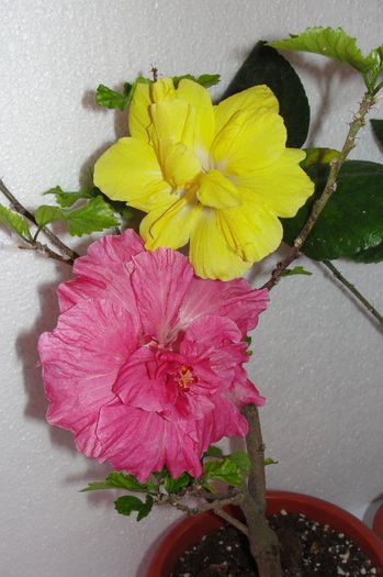 hibiscus Easter Malley   hibiscus Moon Glow