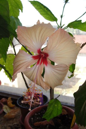 hibiscus Fort de France