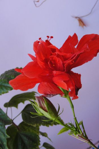 hibiscus somon dublu