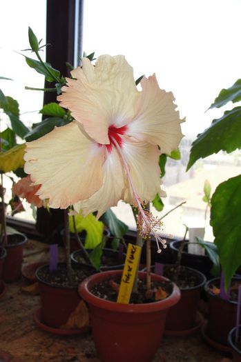 hibiscus Fort de France