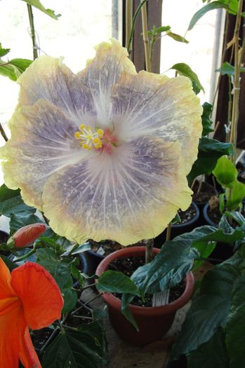 hibiscus Silver Memories