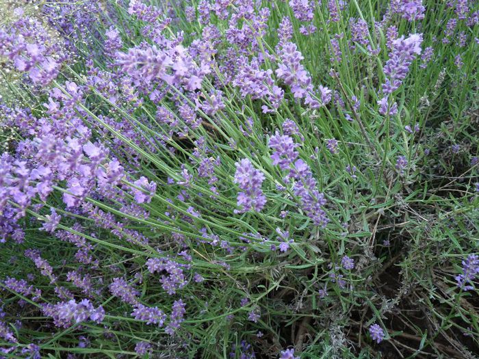 P1050508 - Lavanda